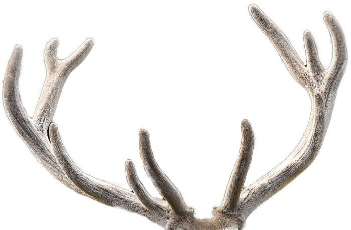 Deer Antlers