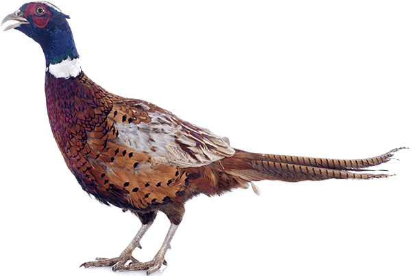 pheasant